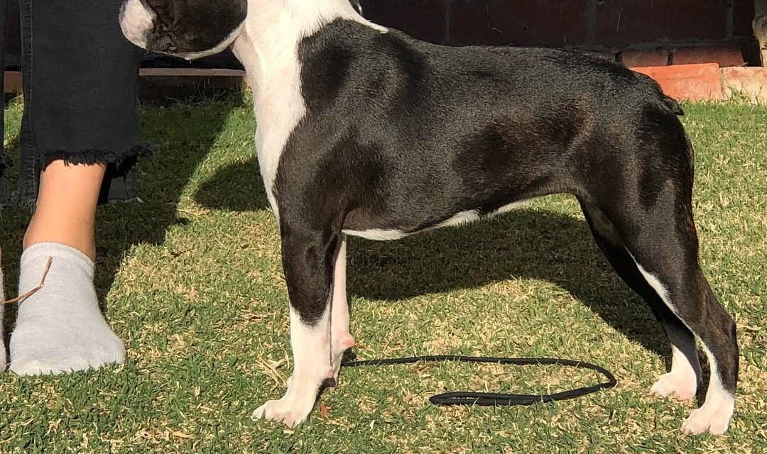 Boston Terrier Puppies for Sale