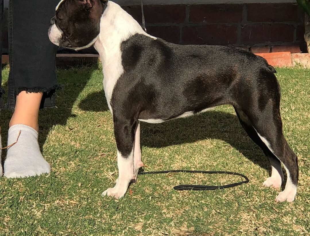 Boston Terrier Puppies for Sale