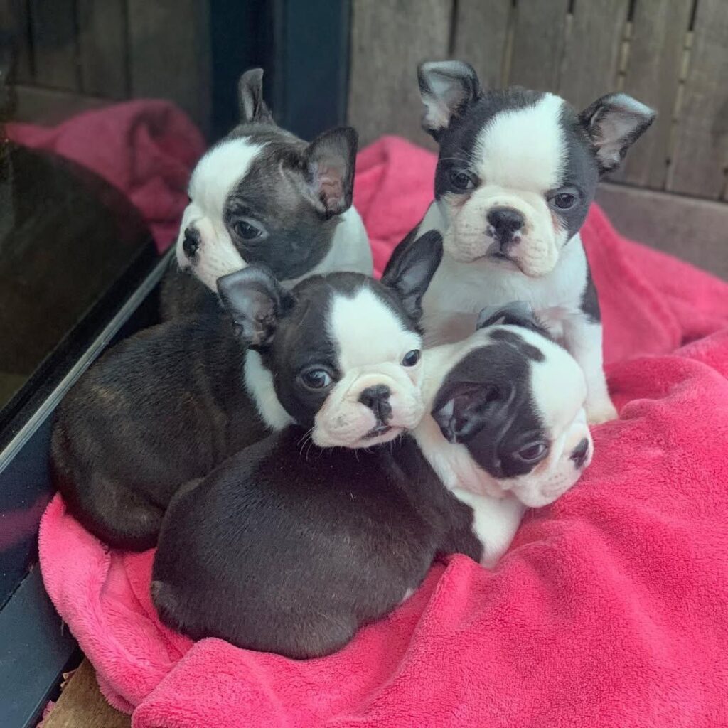 Adopt a Boston Terrier Puppy