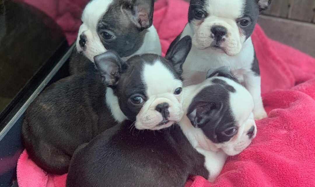 Adopt a Boston Terrier Puppy