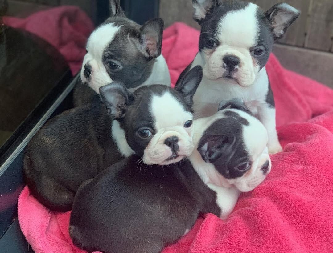 Adopt a Boston Terrier Puppy