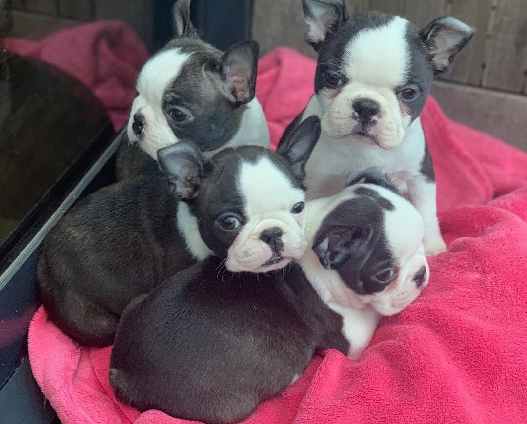 Adopt a Boston Terrier Puppy